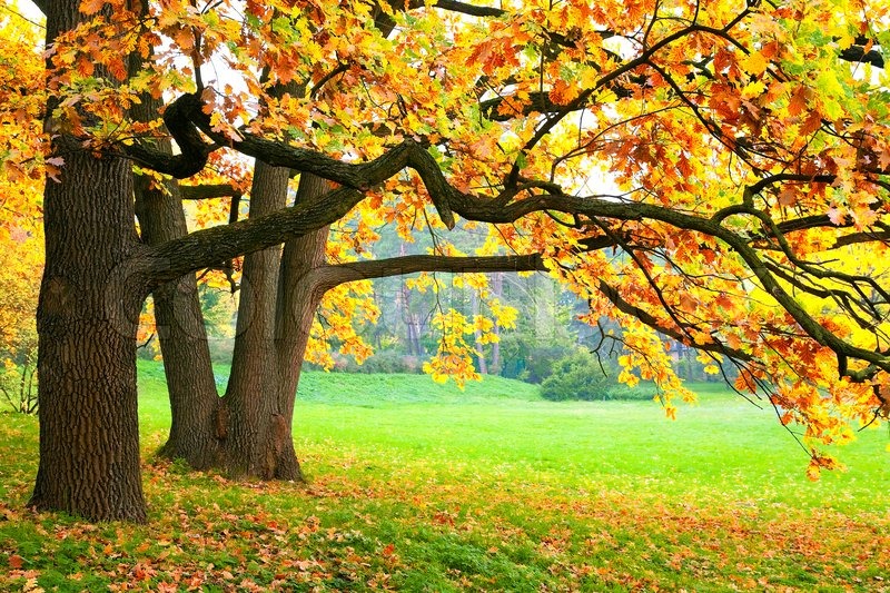 Top Autumn Tree