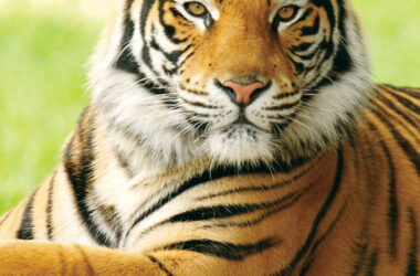 Top Tiger Image 36030