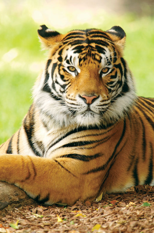 Top Tiger Image