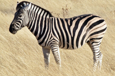 Widescreen Zebra