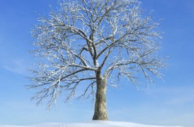 Wonderful Frozen Tree