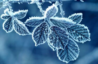 Awesome Frost Wallpaper 36237
