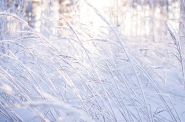 Nice Frost Background 36250