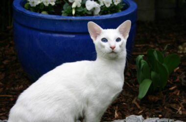 Beautiful White Cat 36442