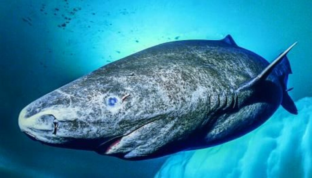 Best Greenland Shark