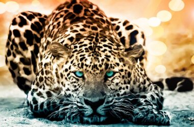 Blue Eyes Leopard Wallpaper 36426