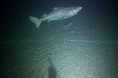 Caught Greenland Shark