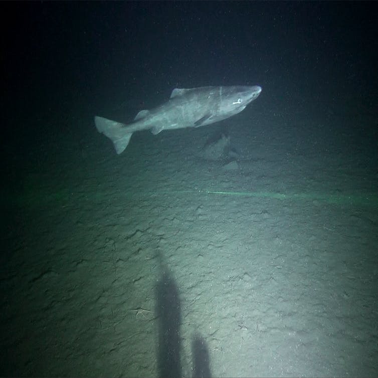 Caught Greenland Shark