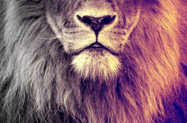 Colored Lion Wallpaper