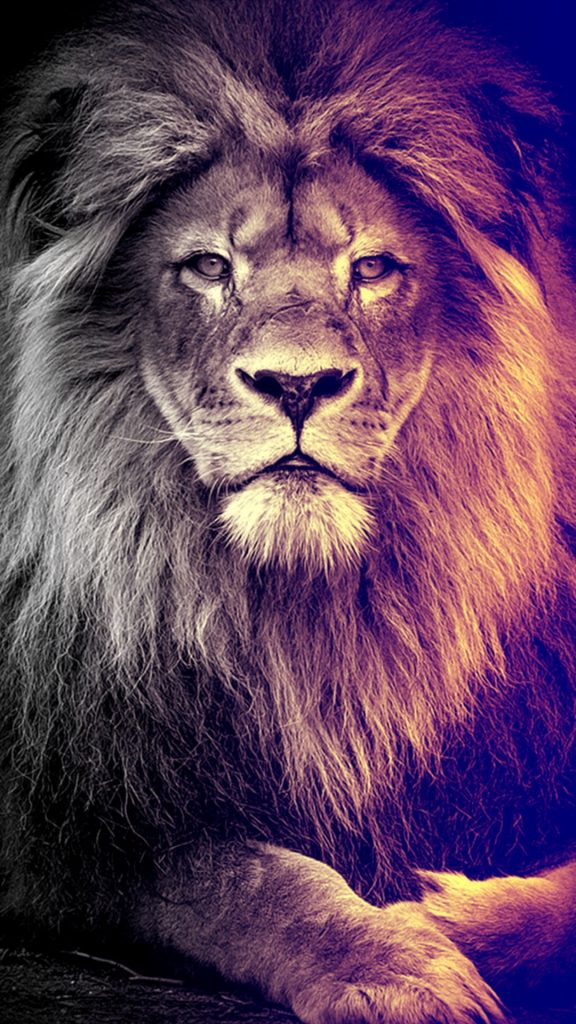 Colored Lion Wallpaper