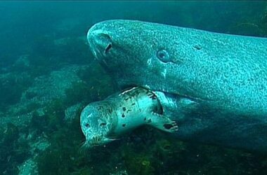 Greenland Shark Eating A Seal 36751