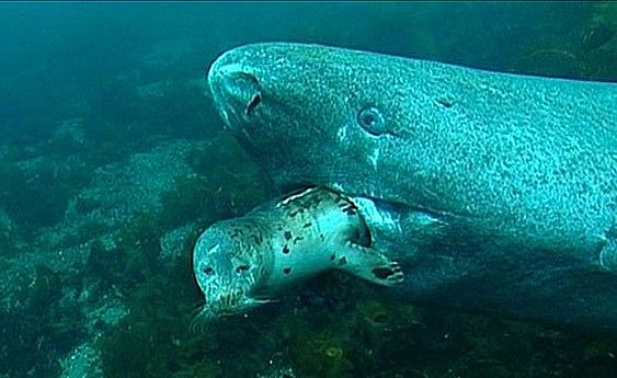 Greenland Shark Eating A Seal