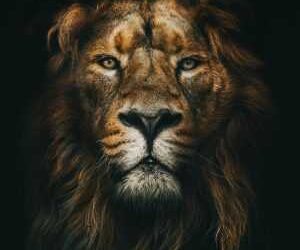 Nice Lion Wallpaper