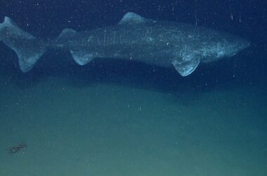 Top Greenland Shark 36753