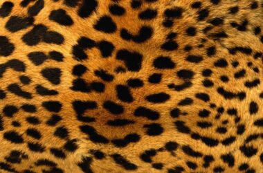 Top Leopard Wallpaper 36438