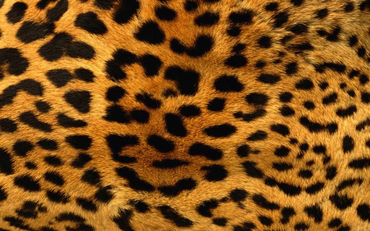 Top Leopard Wallpaper