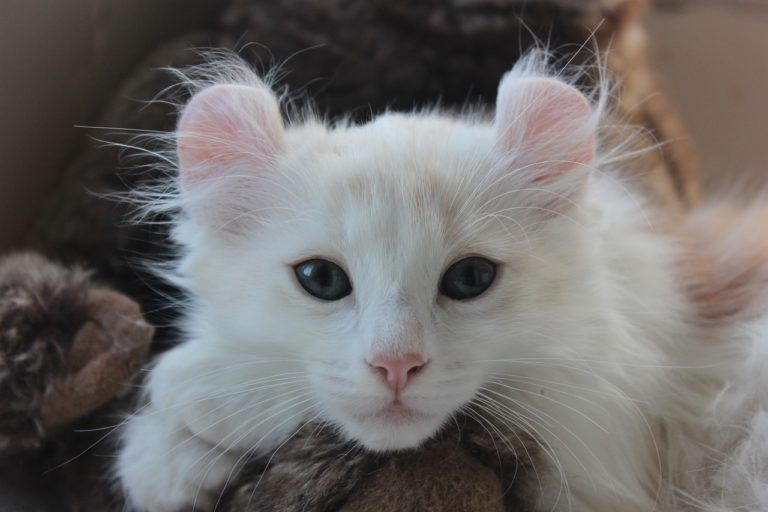 Wonderful White Cat