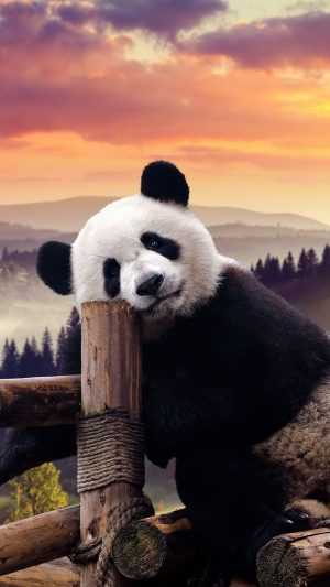 Best Panda Wallpaper