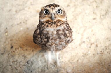 Beautiful Owl Wallpaper 37517
