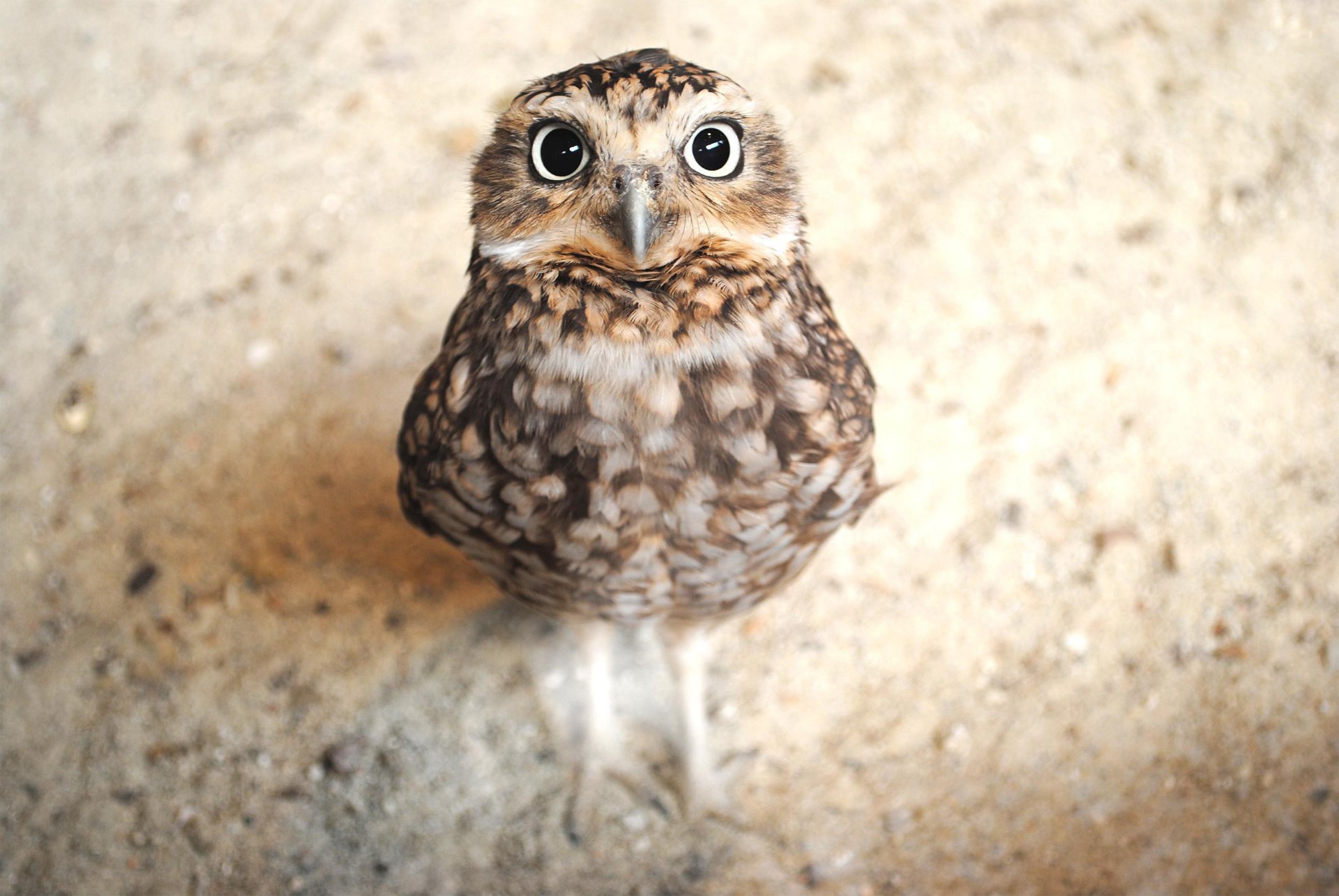 Beautiful Owl Wallpaper