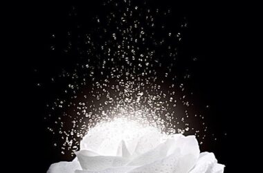Beautiful White Rose 37676