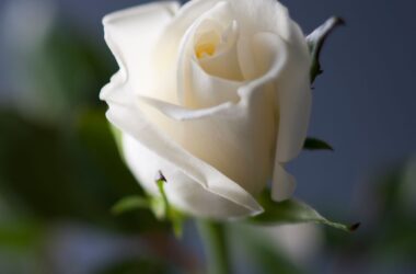 Best White Rose 37677