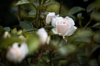 Nice White Rose 37679