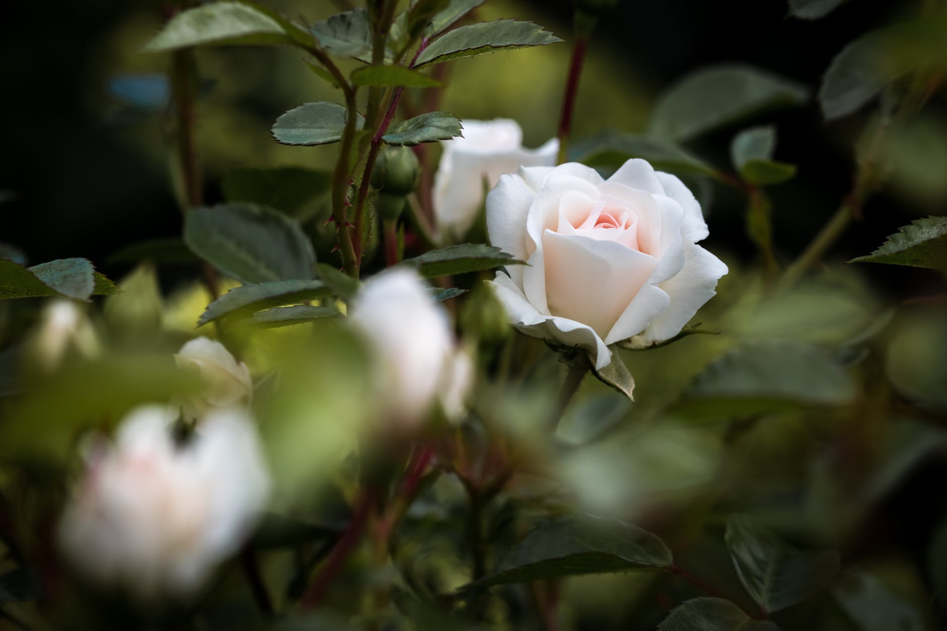 Nice White Rose