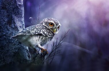 Super Owl Wallpaper 37520