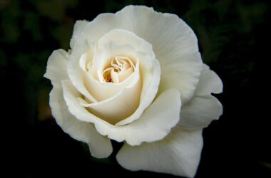 Super White Rose 37680